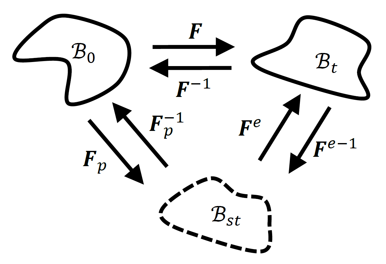 Multiplicative decomposition of the deformation gradient between reference, intermediate, and current configurations